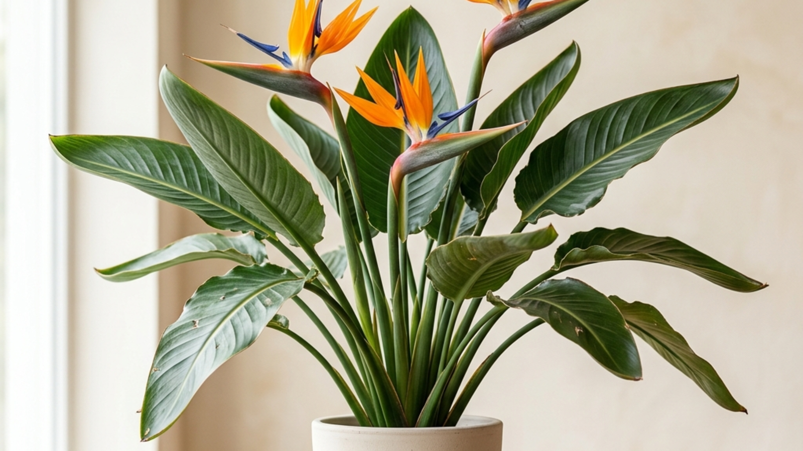 bird of paradise — Bird of Paradise Indoor Care: Why It Won't Flower + What to Do Instead (2026)