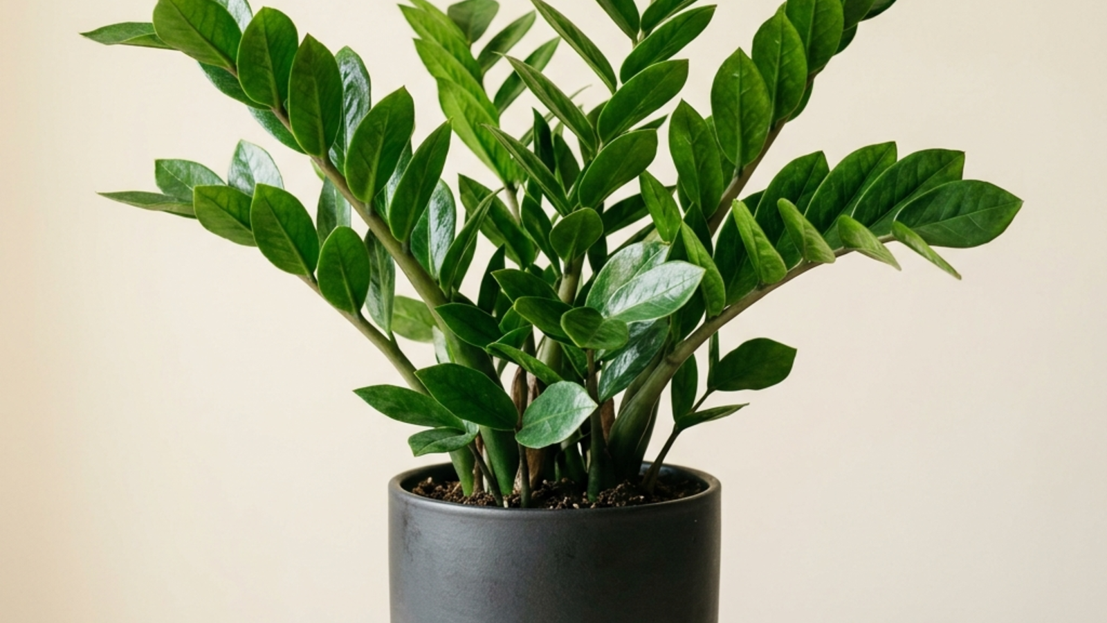  — Complete ZZ Plant Care Guide: Everything You Need to Know