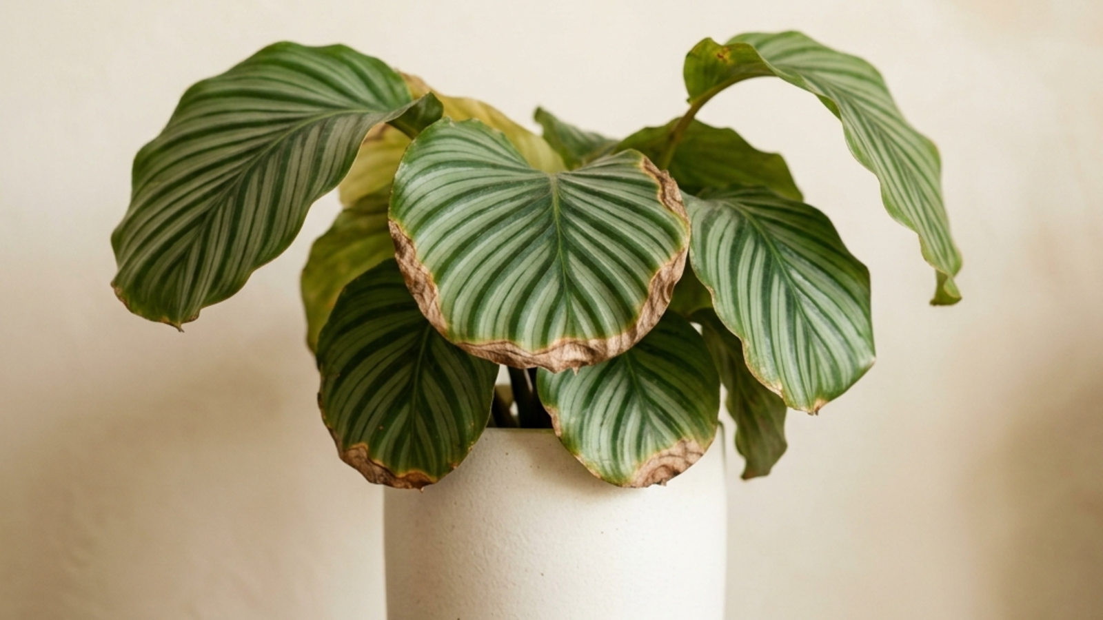 Houseplant Mortality Report 2026