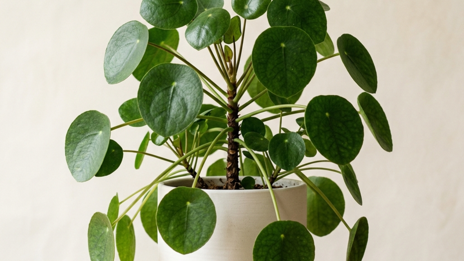 pilea peperomioides — Pilea Complete Care Guide: The Chinese Money Plant Data-Backed Growing Manual