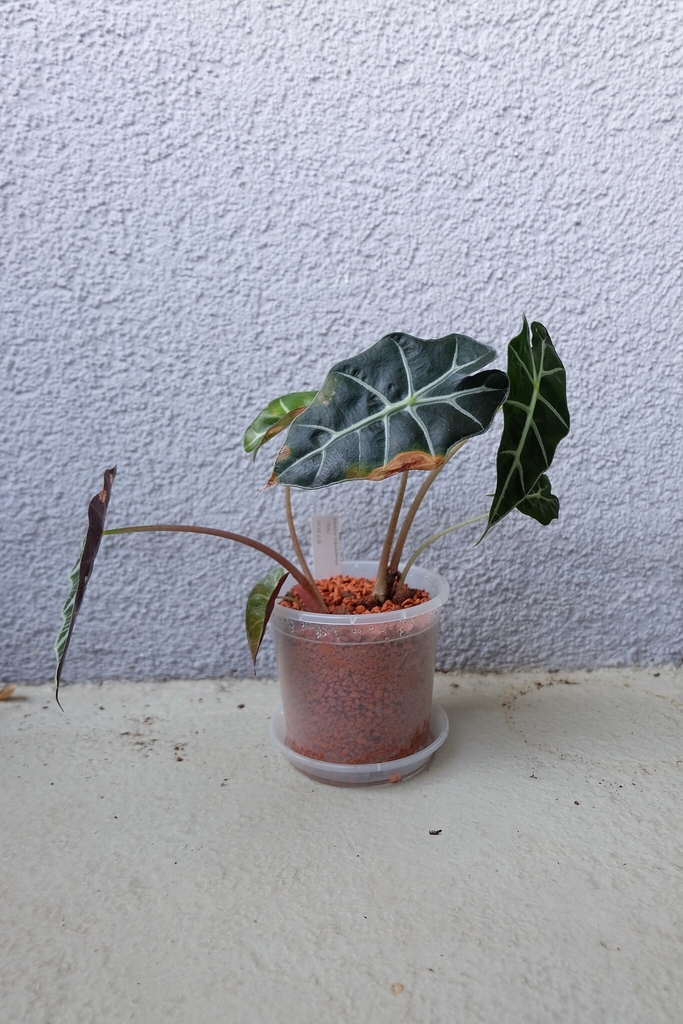 Alocasia Polly with arrow-shaped leaves, visible brown margins, long petioles and a transparent container on a saucer