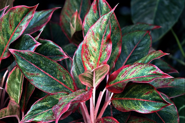 aglaonema spp.