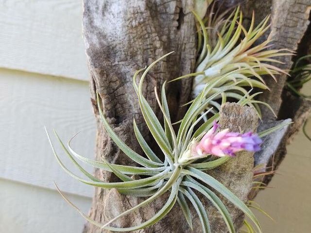 Airplant