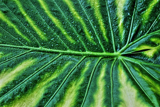 alocasia baginda