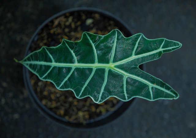 alocasia silver dragon with texture sensitivity