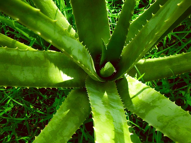 aloe vera with light needs