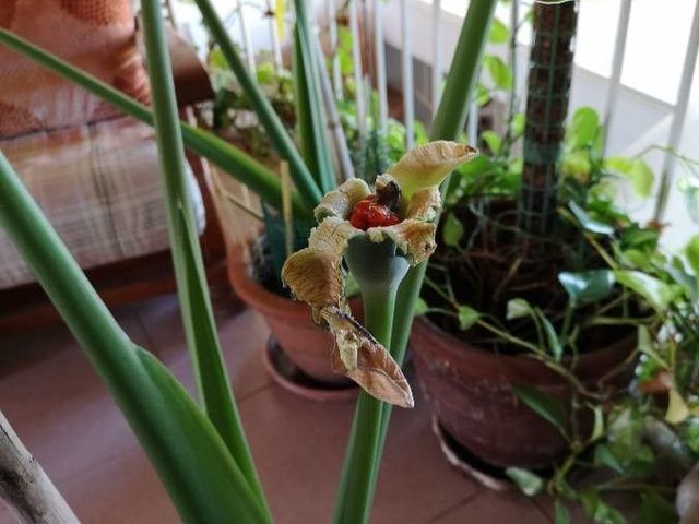 Asian Taro