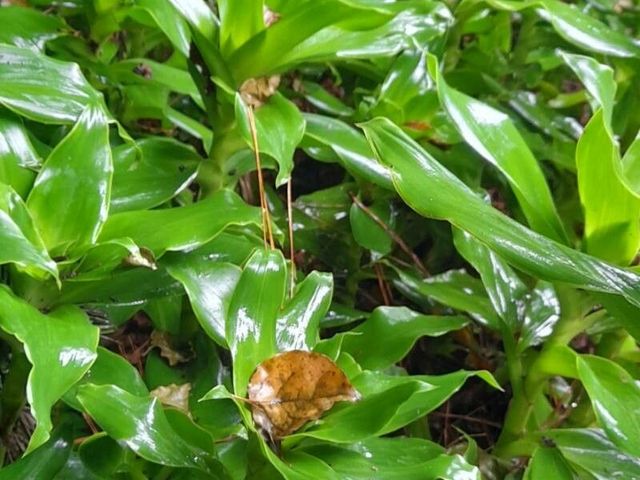 Basketplant