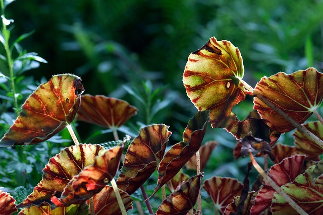 begonia maculata with light needs