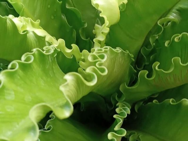 bird's nest fern with humidity