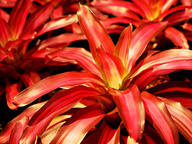 bromeliad with brown tips