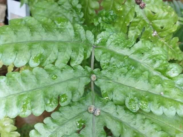 Button Fern