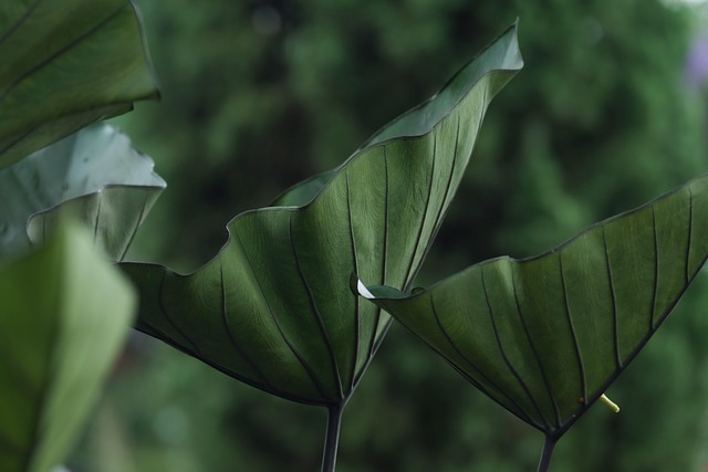 caladium