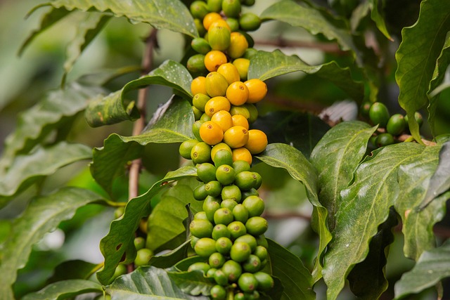 coffee plant with no new growth
