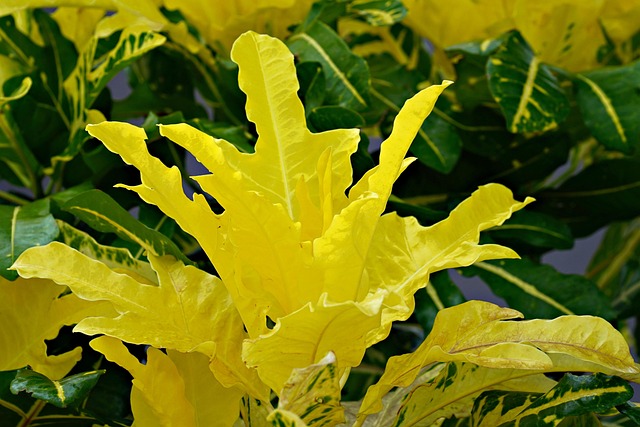 croton with drooping