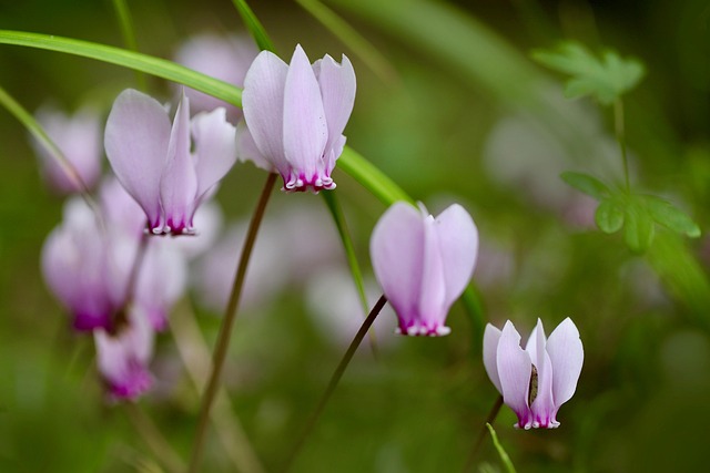 Cyclamen