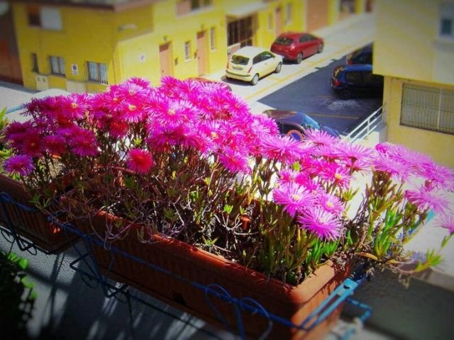 Delosperma