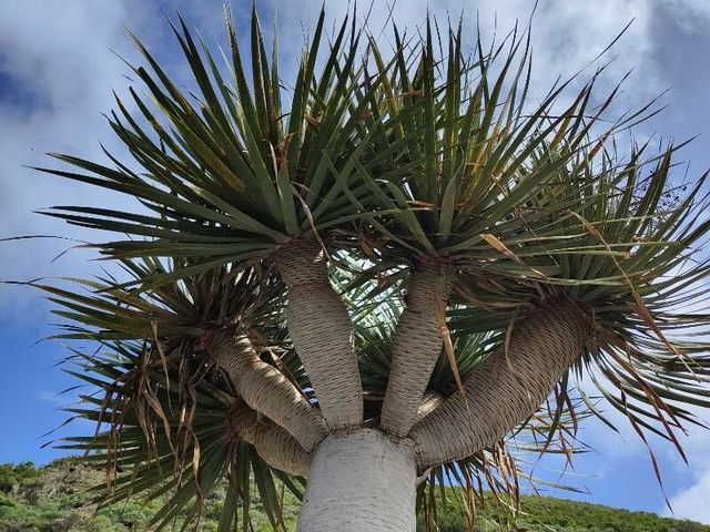Dragontree