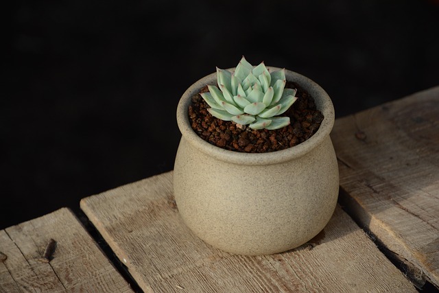 Echeveria
