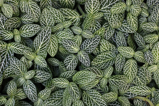 Fittonia