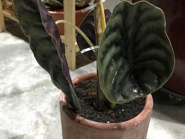 Giant Caladium
