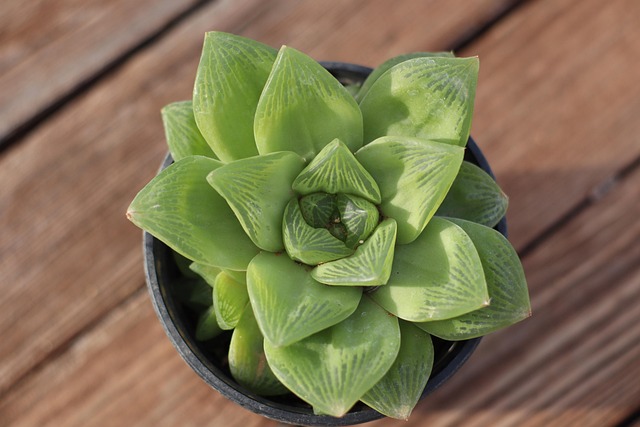 haworthia with pup division