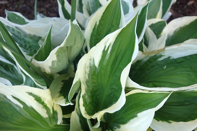 hosta with slug damage
