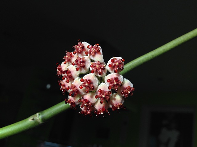 Hoya Kerrii Variegata