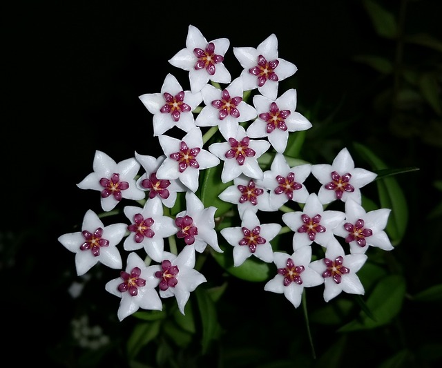 Hoya