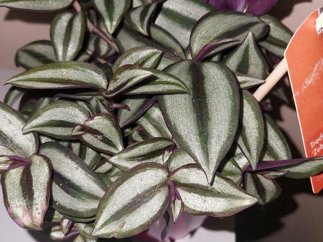 inch plant with root surgery