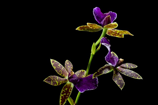 Jewel Orchid