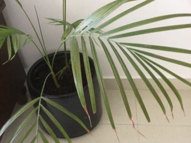 Kentia Palm