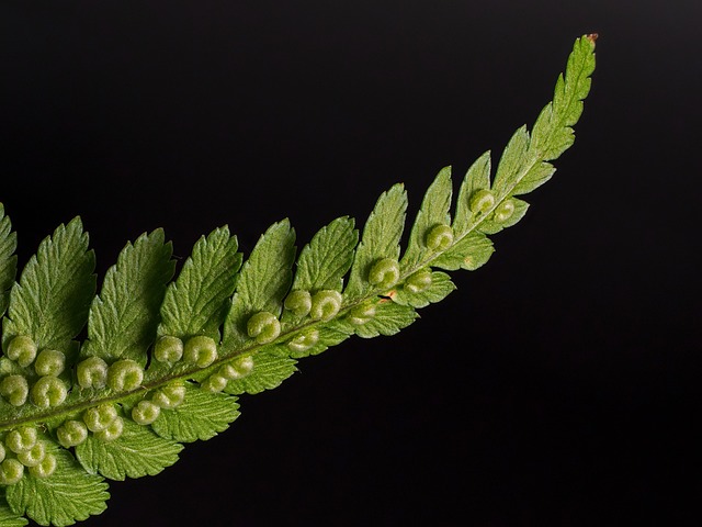 kimberly queen fern