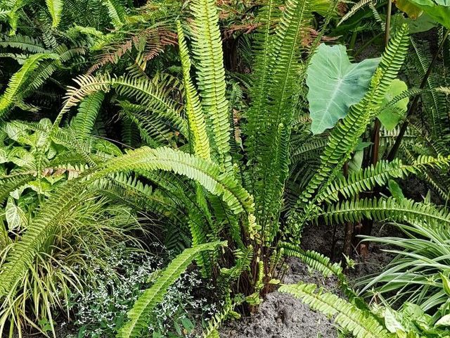 Ladder Fern