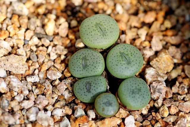 Lithops