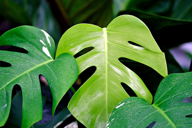 monstera deliciosa with stunted growth