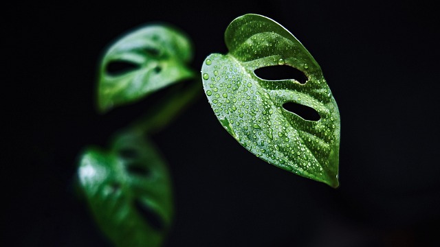Monstera Obliqua