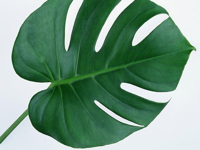 monstera with root bound