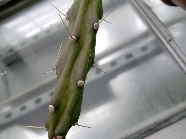 moon cactus with rootstock selection