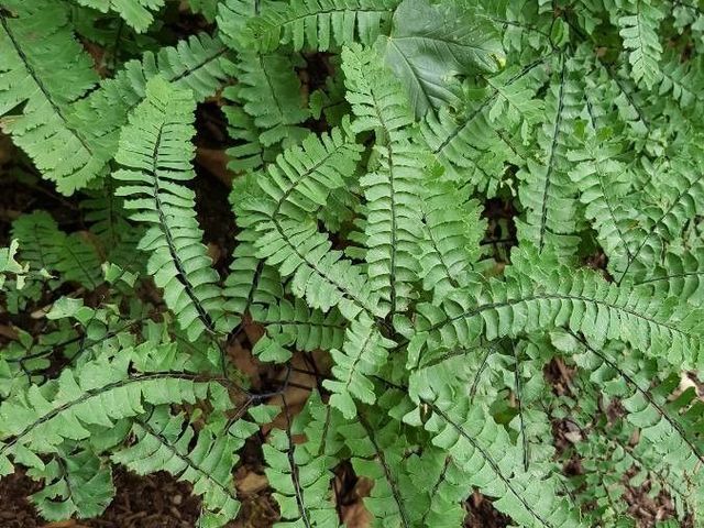 Northern Maidenhair