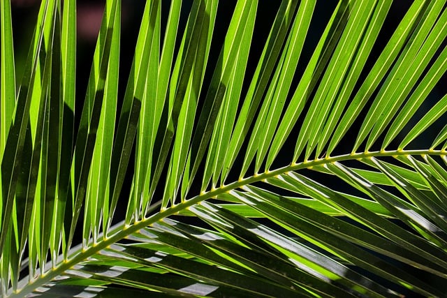parlor palm with common problems