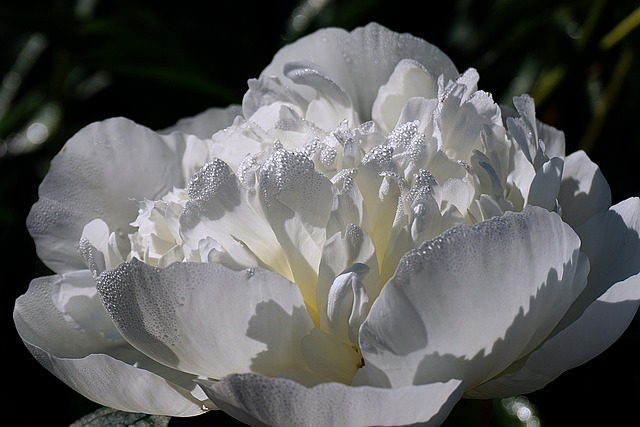 Peony