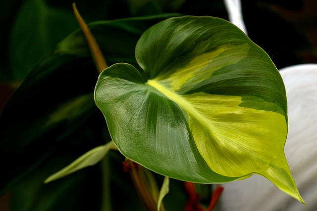philodendron brasil with light needs