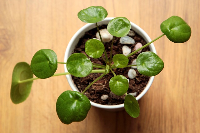 pilea peperomioides with browning leaves