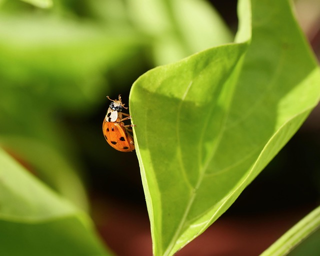 Polka Dot Plant