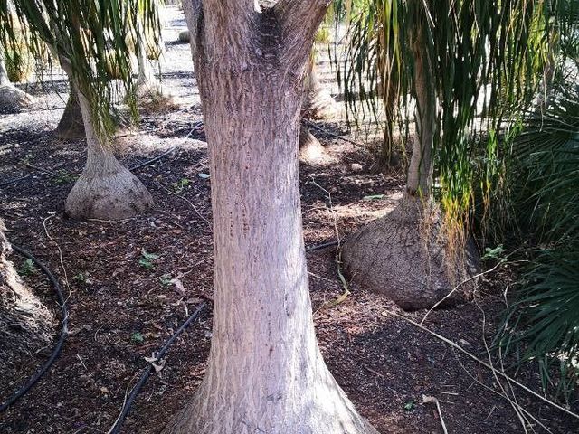 ponytail palm