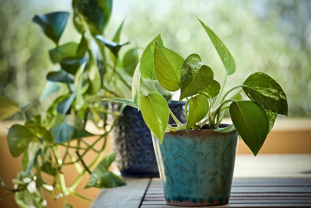 pothos with propagation