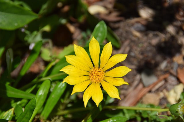 prayer plant with brown tips