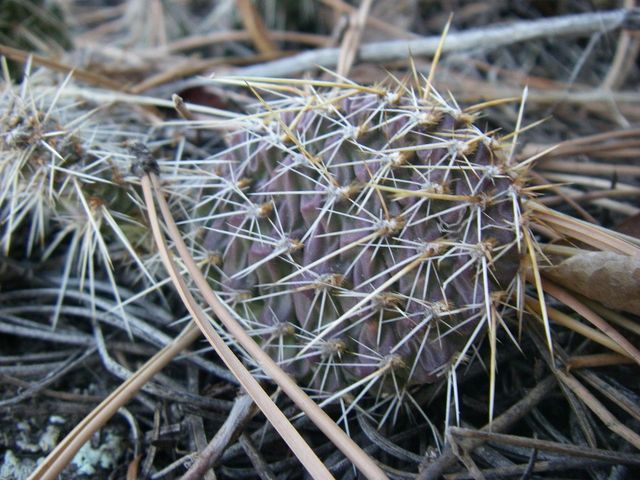 Prickly Pear Cactus