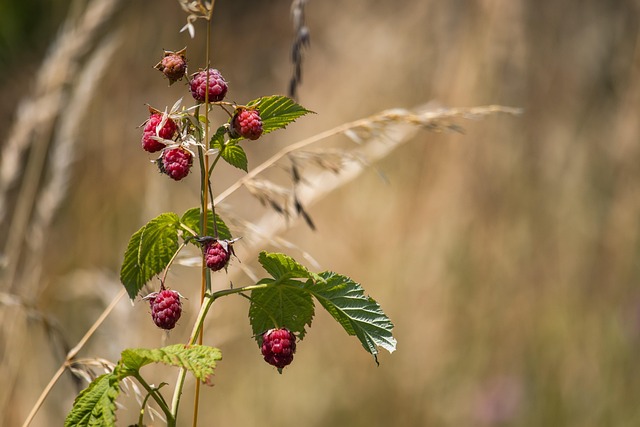 raspberry with cane blight